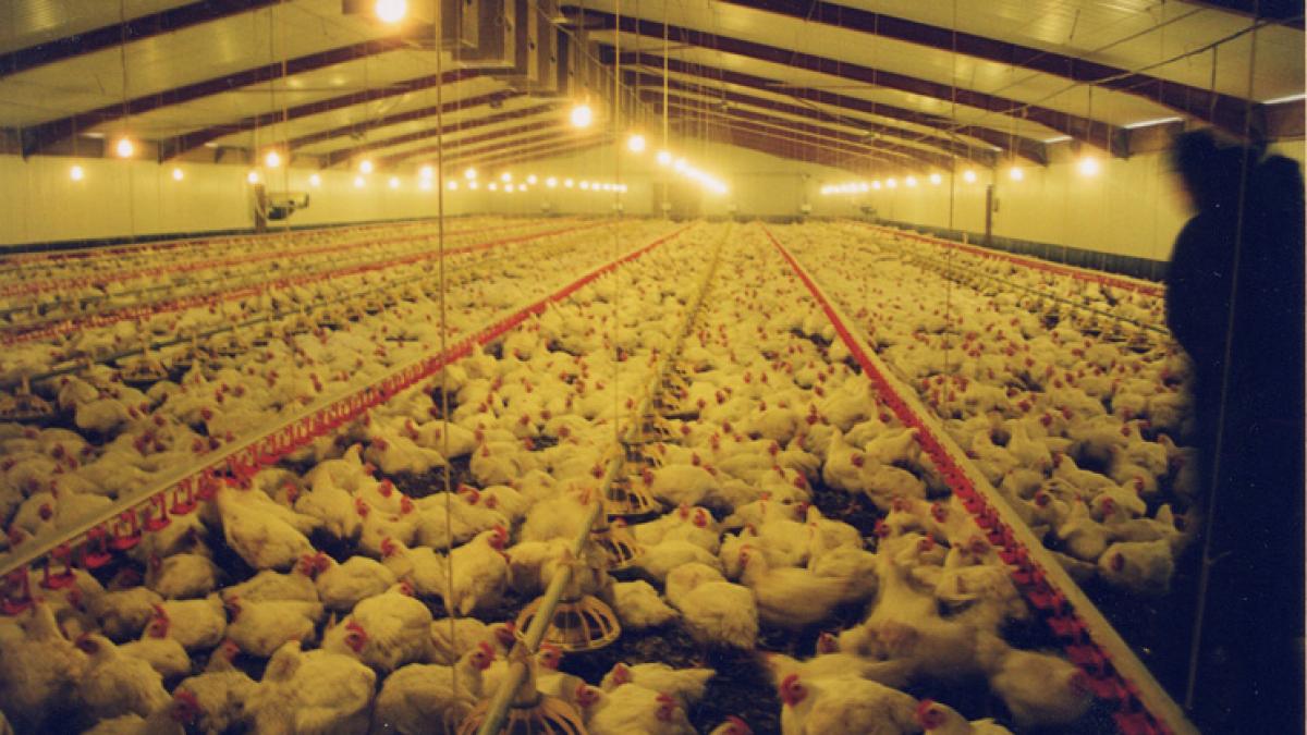 cu ce sunt tratati puii din comert este o amenintare castrofala pentru om oricine poate muri din