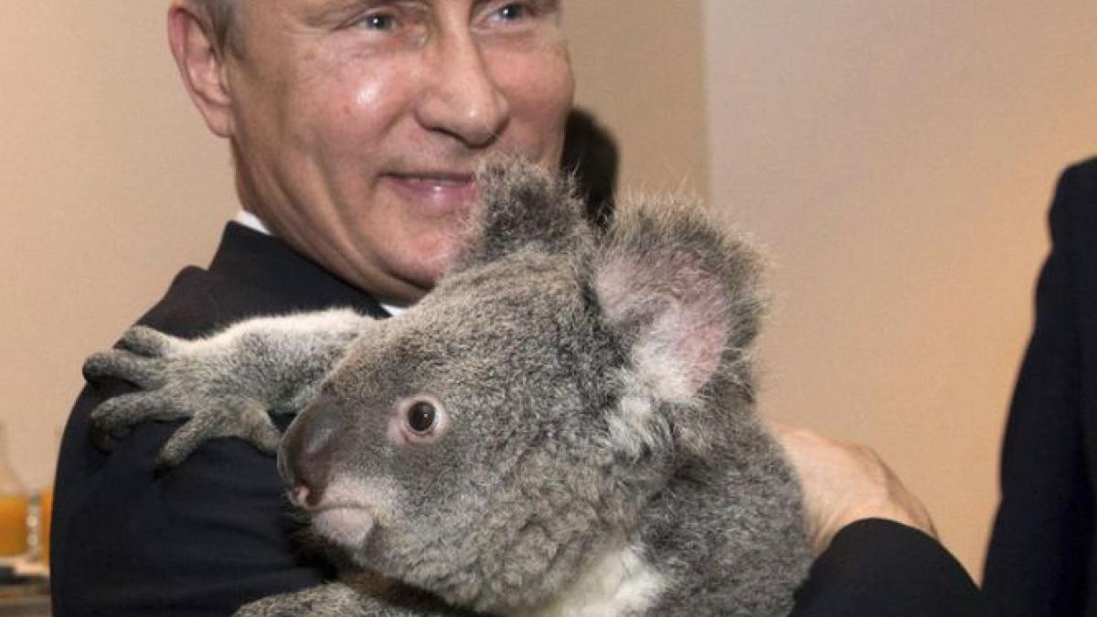 rusia spera ca ursul koala tinut de putin in brate la summitul g20 nu se afla printre cei 700