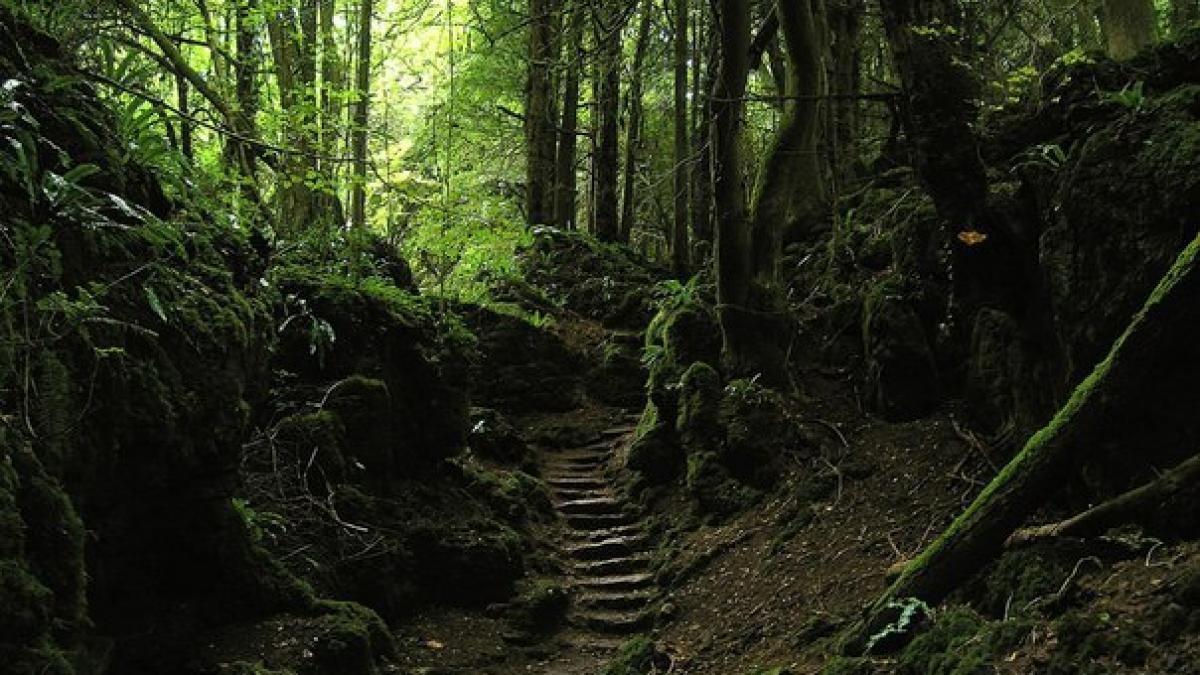 comoara uriasa gasita de doi soti intr o padure din valcea este cea mai importanta descoperire au o