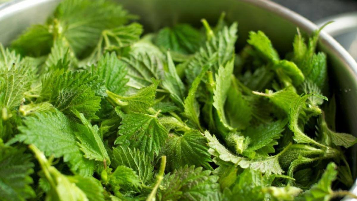 efectul benefic al urzicilor ce boli trateaza aceste plante