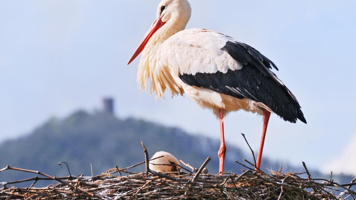faimoasa barza mutata prin votul parlamentarilor n a facut pe placul oamenilor unde s a mutat