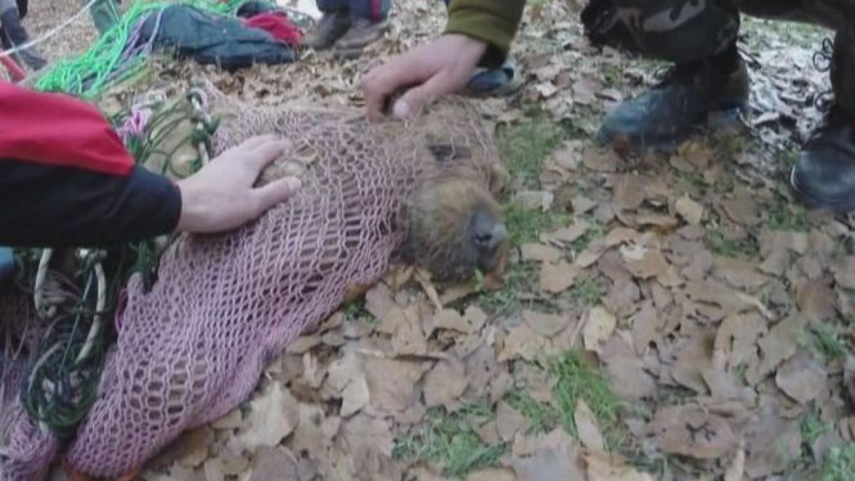 imagini impresionante din hunedoara un caine parasit intr o galerie a unei mine a fost salvat