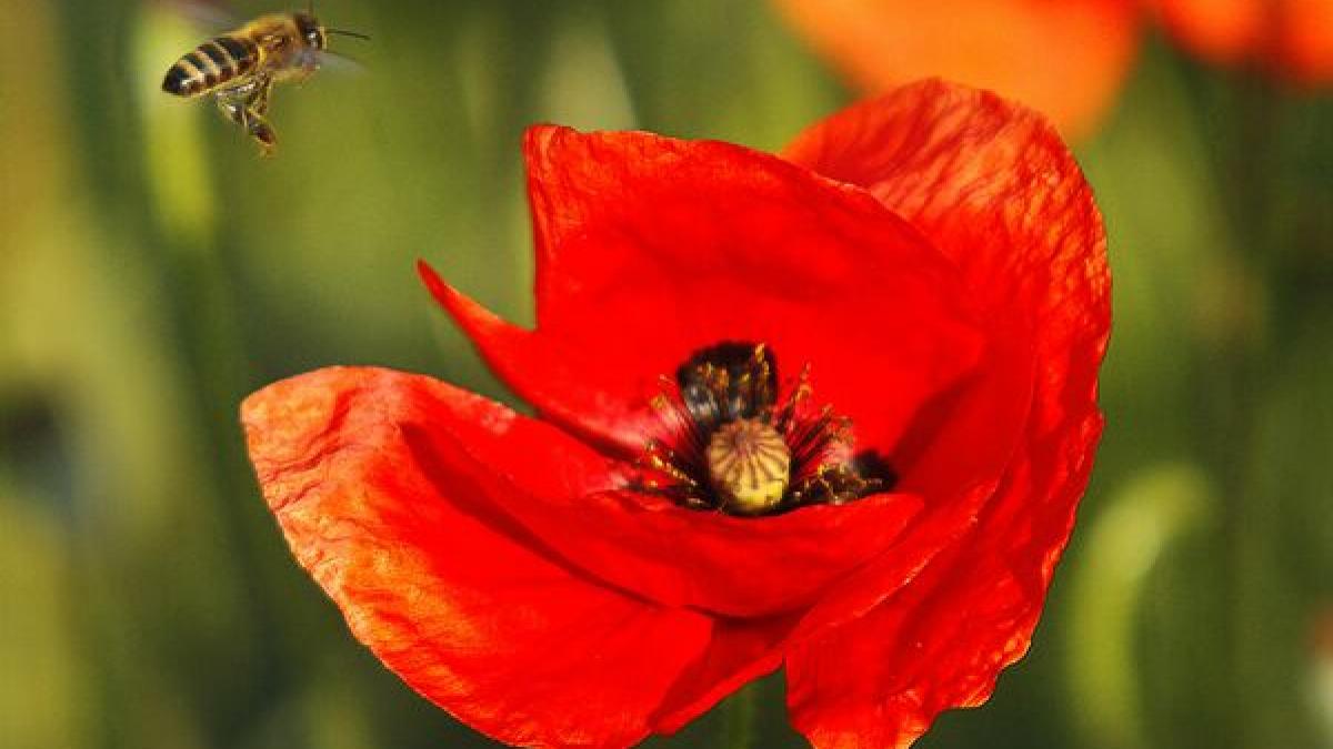 vietatile care ar putea disparea de pe terra ce efecte ar avea asupra oamenilor