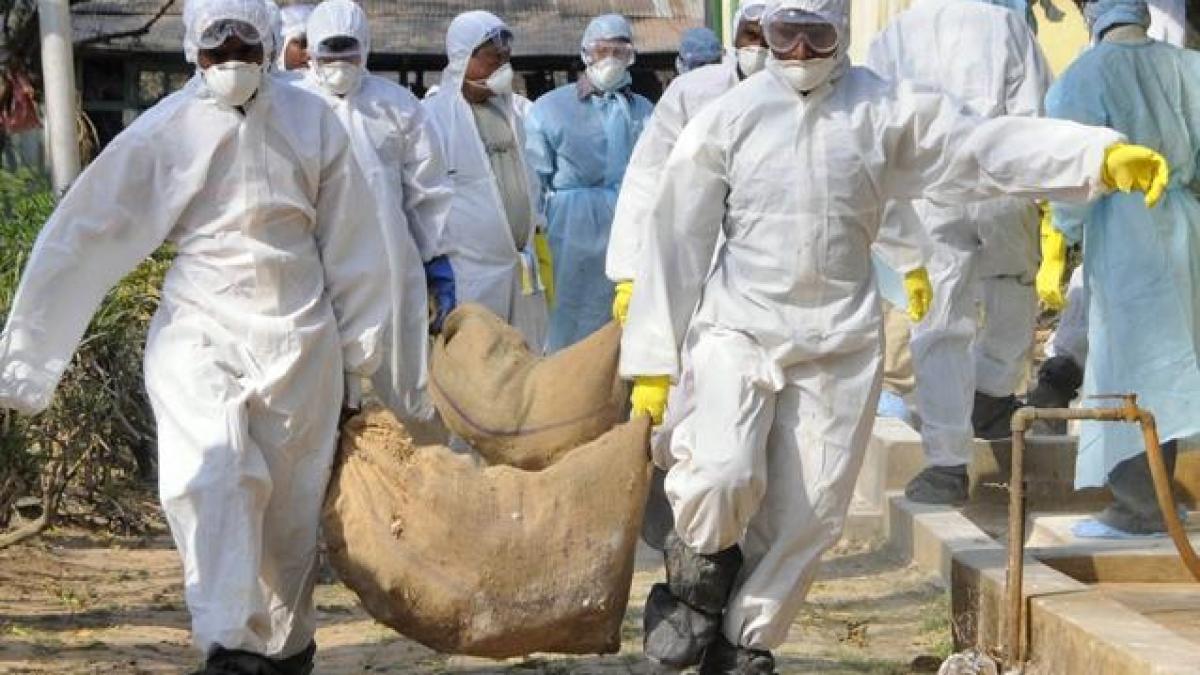 gripa aviara in bulgaria in apropiere de granita cu romania