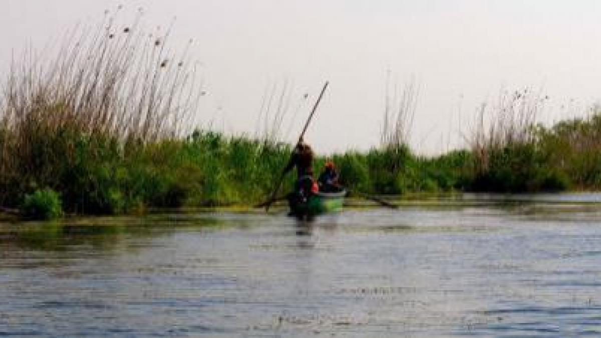 autoritatile sunt in alerta e focar de gripa aviara in delta dunarii