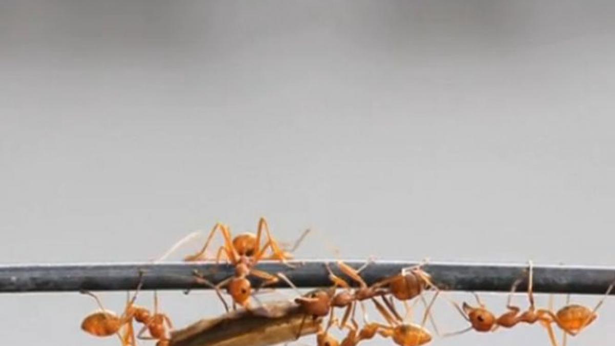 furnicile bionice i ar putea inlocui in curand pe muncitorii din fabrici
