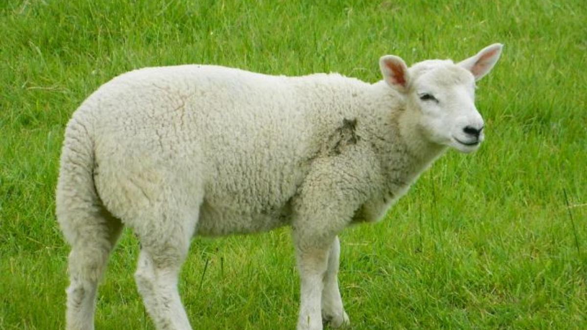 seful arestului din neamt a fost pus sub control judiciar a luat mita o oaie si cateva sute de euro