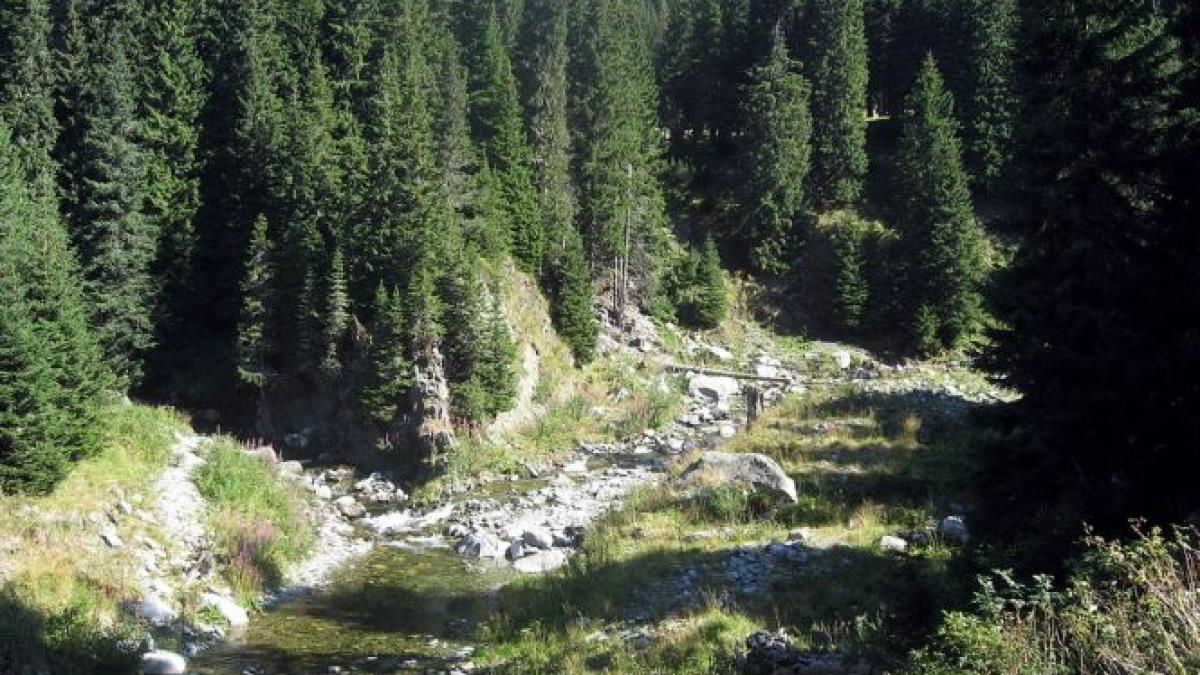 dezastru in masivul retezat din cauza taierii padurilor drumul care urca la cabana pietrele distrus