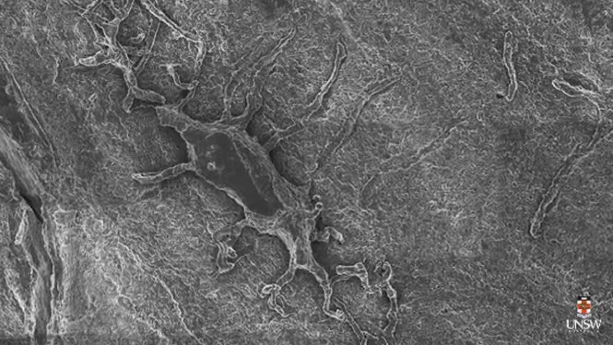 google maps pentru corpul uman prima tehnologie care permite explorarea organismului pana la