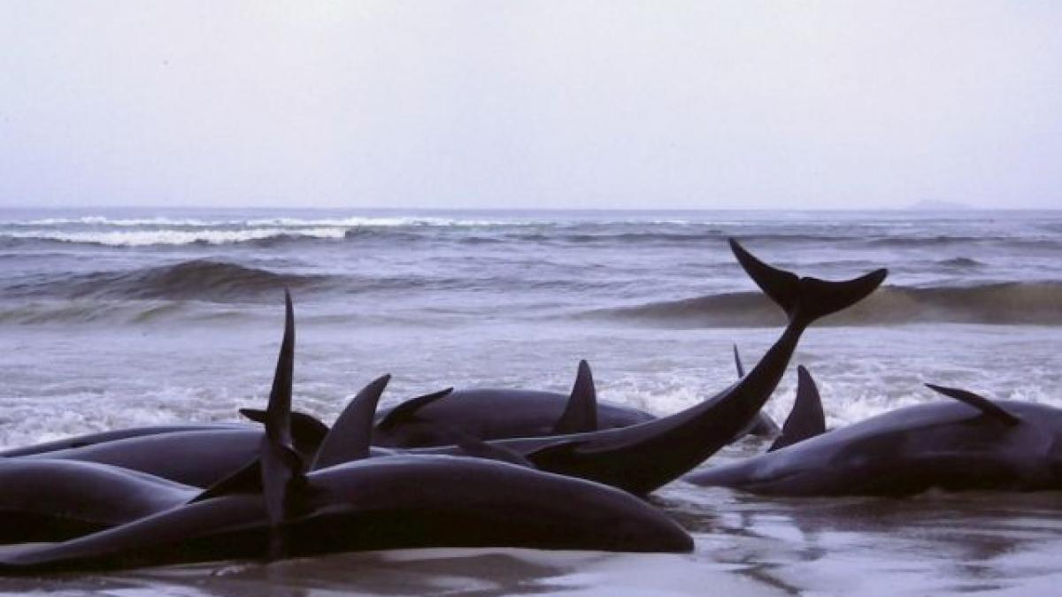 aproape 150 de delfini au esuat pe o plaja din japonia