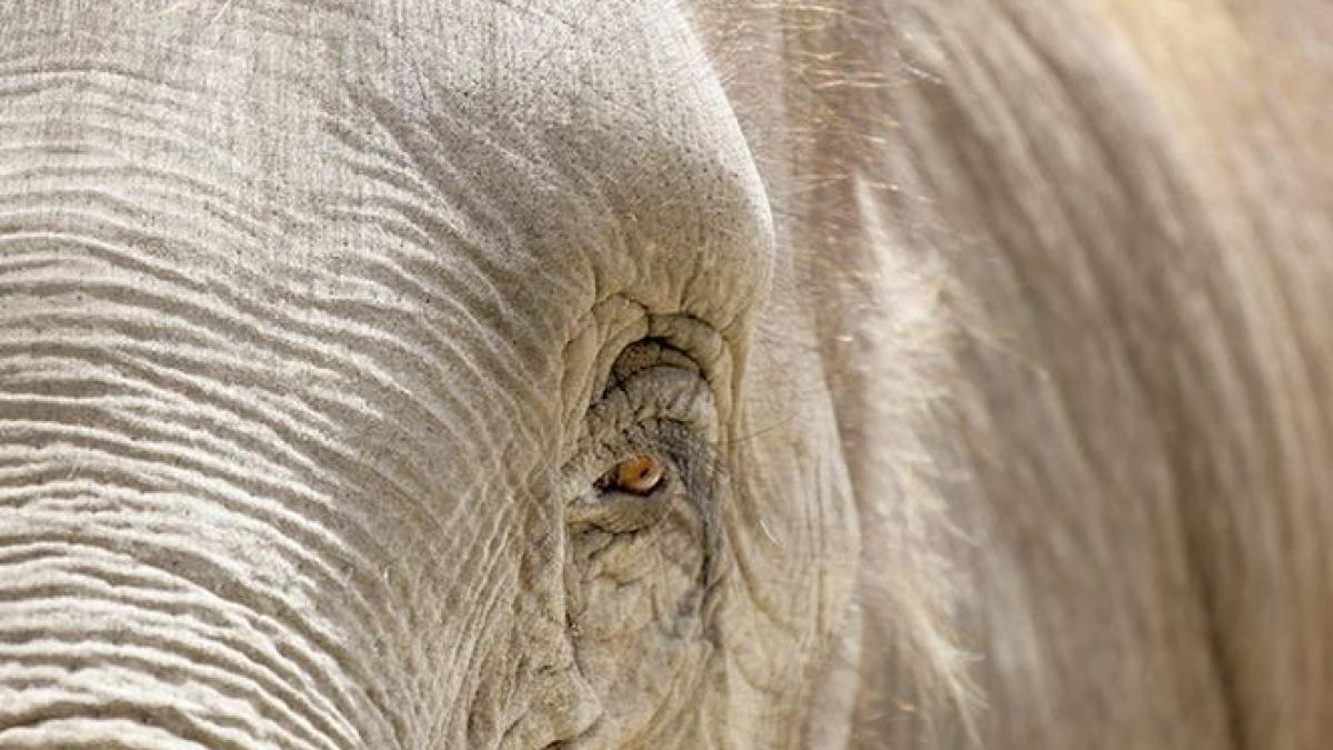 extravagante de milionar elefant impaiat adus in romania