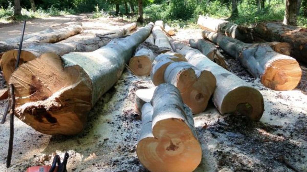 la ordinea zilei dezvaluiri incredibile despre hotiile din padurile romaniei