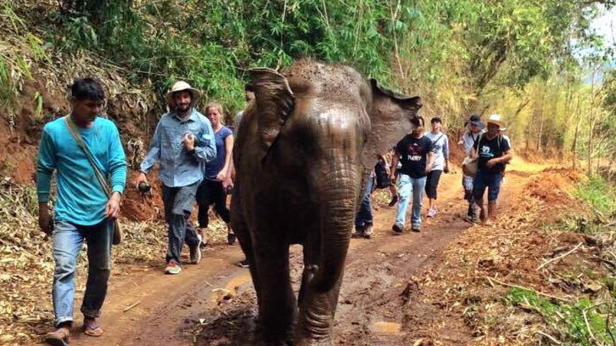 emotionant un pui de elefant isi reintalneste mama dupa 4 ani de sclavie in thailanda video