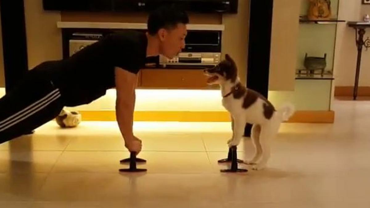 instructor canin de fitness catelusul teeny te invata cum sa executi corect flotarile