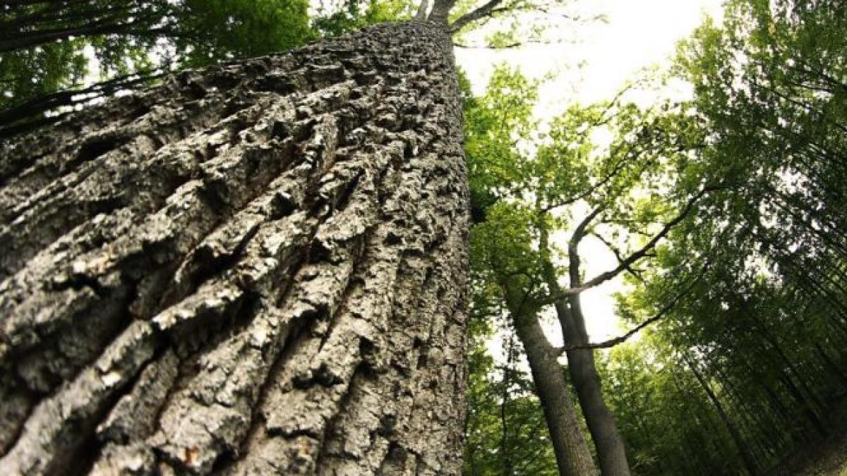 proprietarii de paduri obligati sa plateasca taxe de mediu