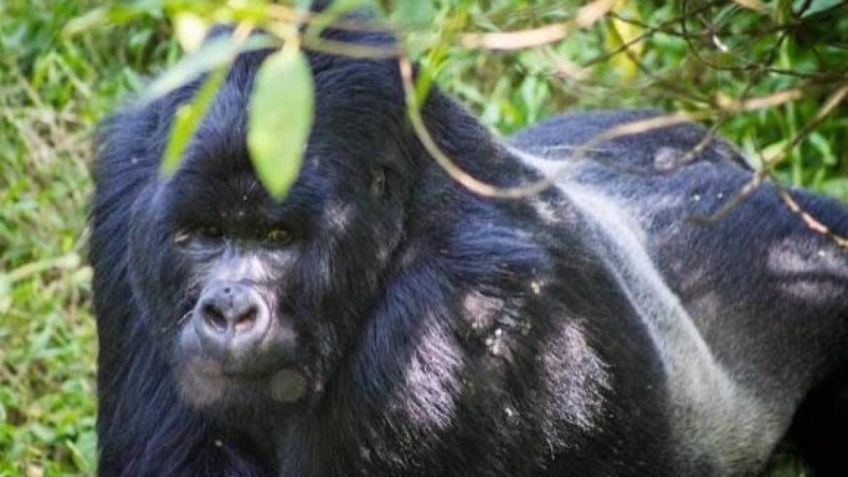 o gorila nervoasa de la zoo sparge geamul de protectie si baga in sperieti vizitatorii video