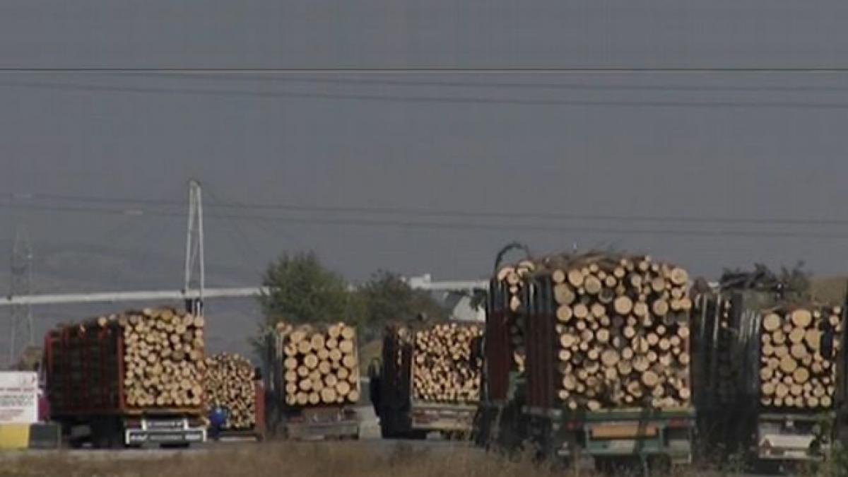 camera ascunsa radarul padurilor care trebuie sa opreasca defrisarile pacalit de hoti