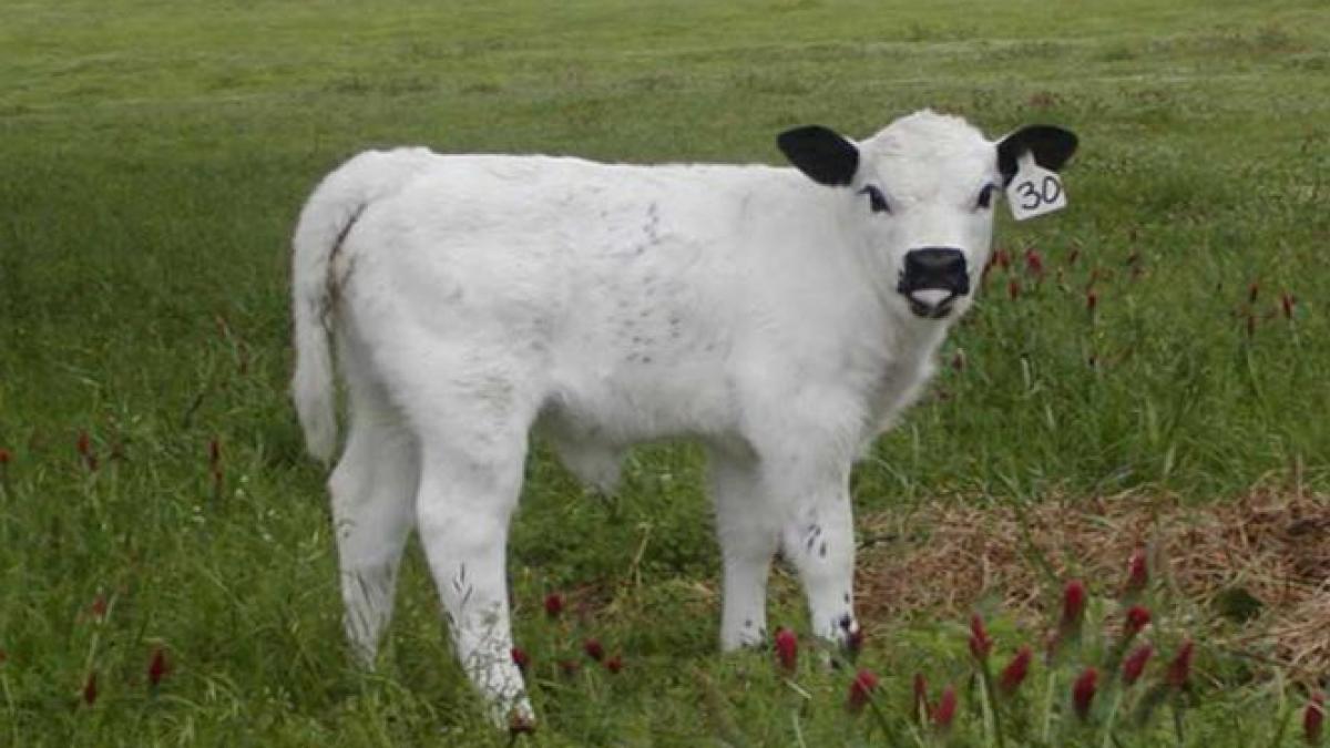 un procuror acuzat ca a luat mita un vitel