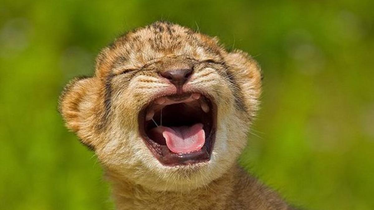 e bucurie mare la gradina zoologica din targu mures cinci pui de leu au venit pe lume