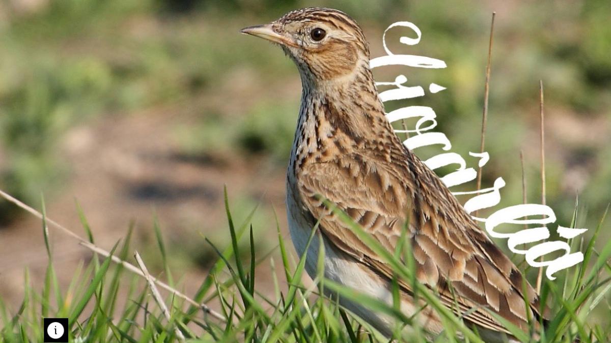 secvential ciocarliile masacrate prin lege reactia ministrului mediului ne facem treaba