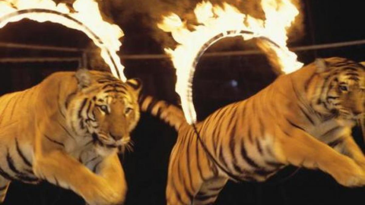 comisia juridica a respins legea ce interzice folosirea animalelor in spectacole de dresura