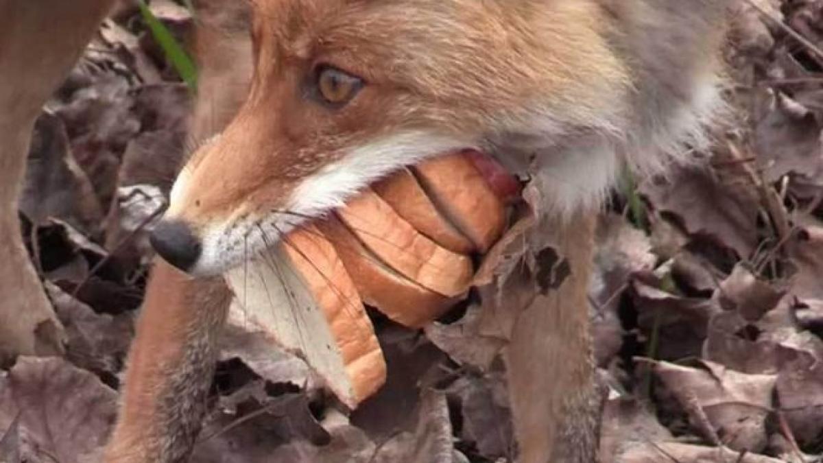 o vulpe din cernobil filmata in timp ce si pregatea un sandvici