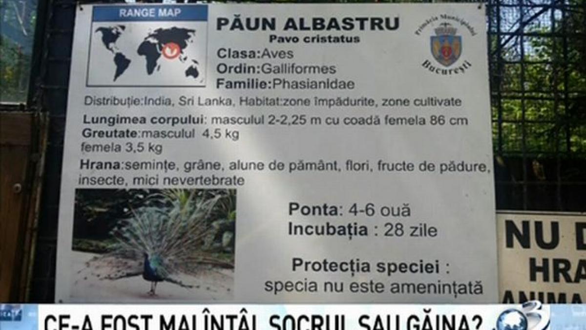 deziluzia optica ce a fost mai intai socrul sau gaina