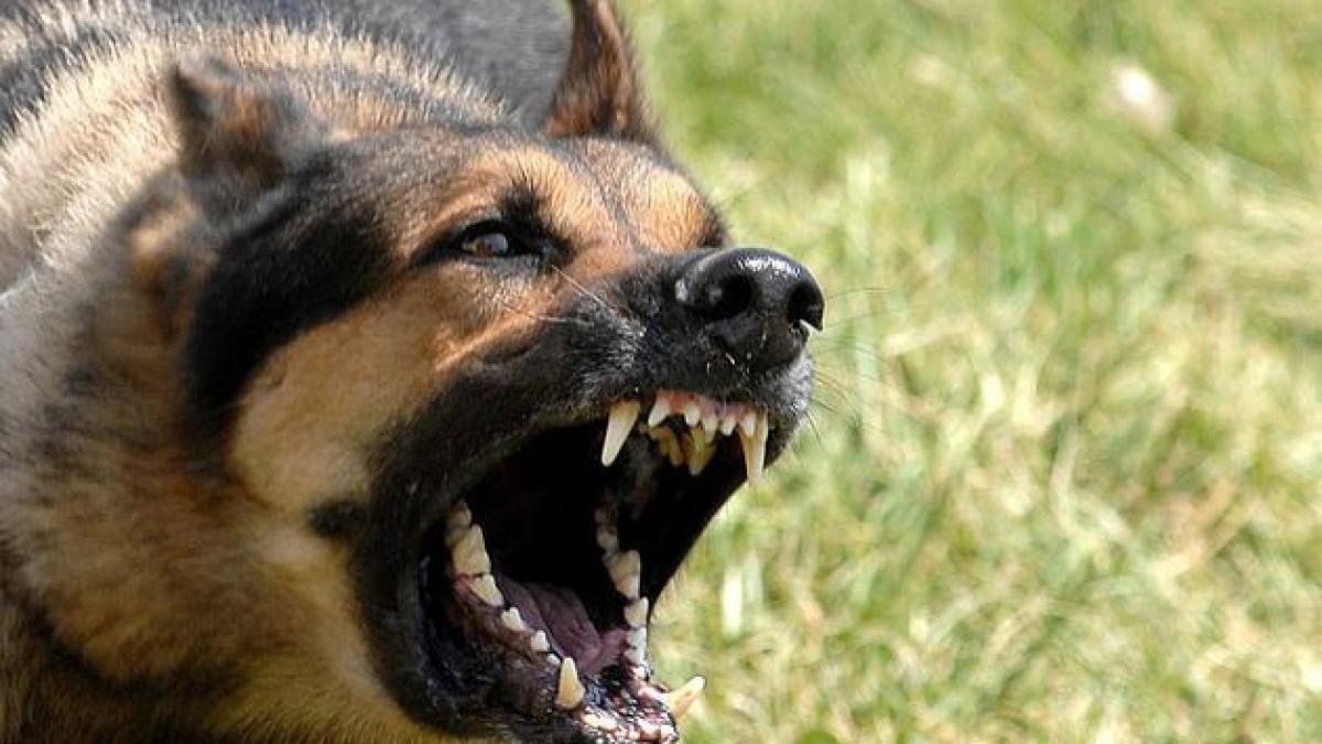 copil de 5 ani sfasiat de cainele vecinilor baietelul a fost scapat din coltii animalului de