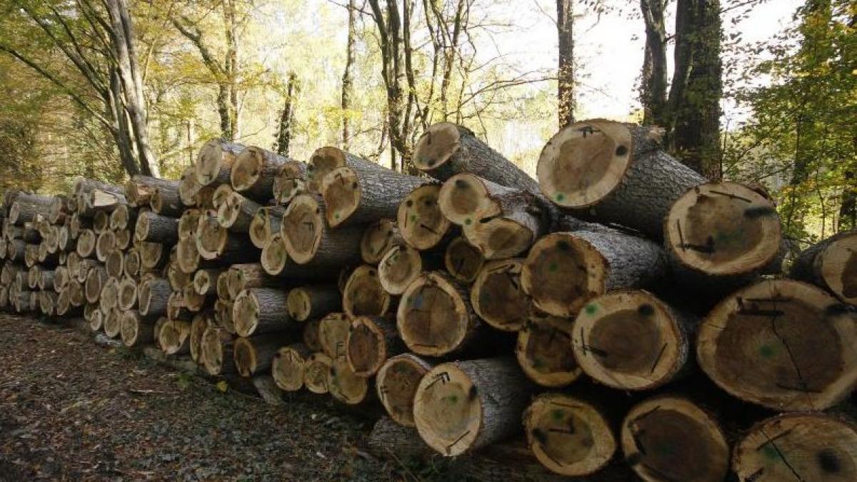 defrisarile ilegale anchetate de procurori