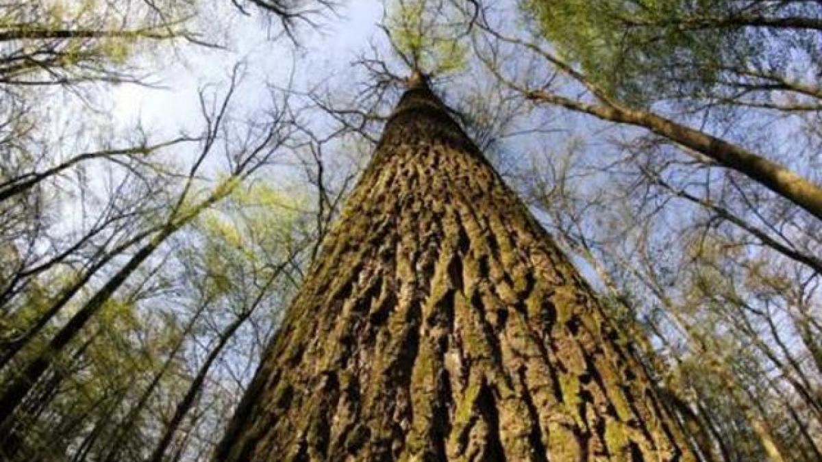 la ordinea zilei jalea din padurile taiate ilegal subiect in csat