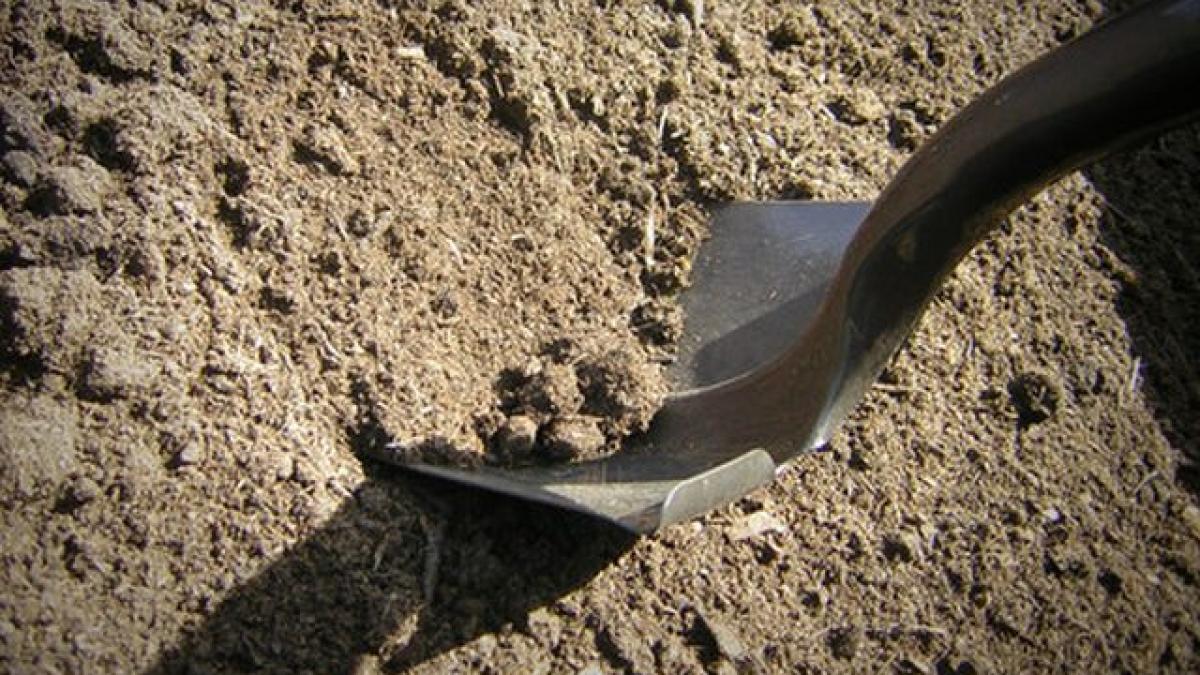 abandonat si ingropat de viu intr un cimitir povestea incredibila a micutului care s a agatat de