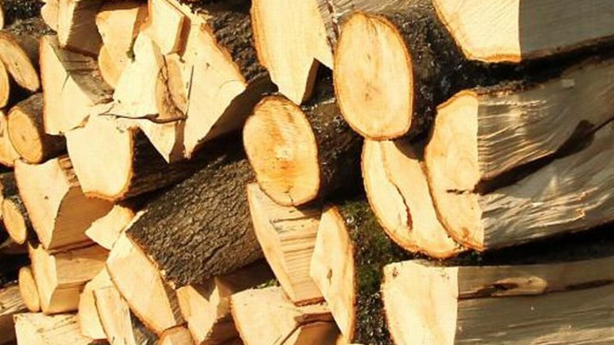 guvernul vrea sa interzica pe o perioada limitata exporturile de lemn proiectul blocat la