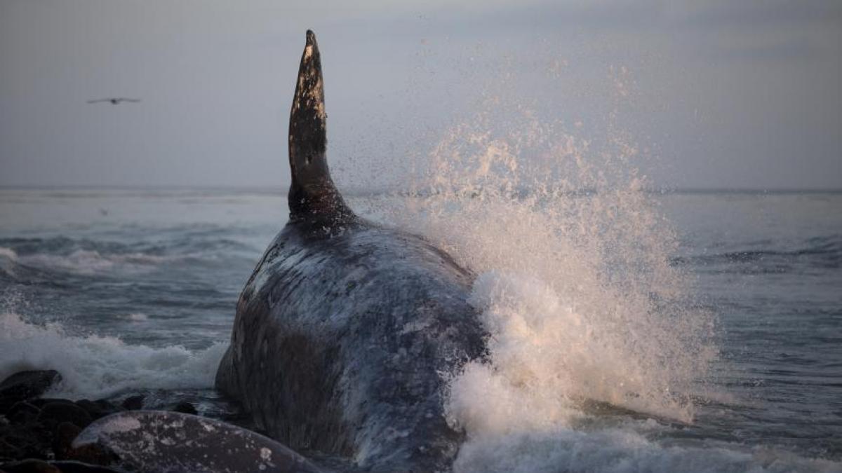 peste 20 de balene uriase au fost gasite moarte la tarmul unui golf din chile