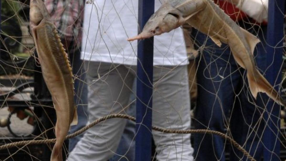 tunel care facea legatura intre locuinta unui galatean si raul siret descoperit de politisti