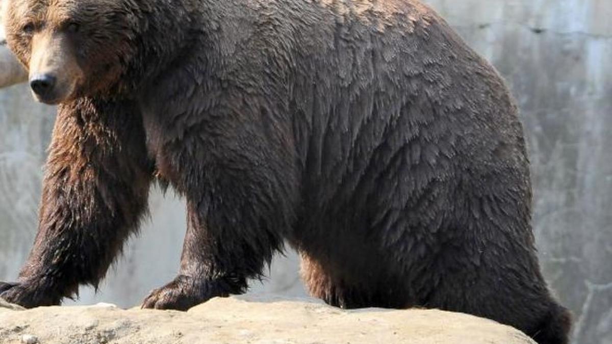 un urs infometat a coborat din padure in statiunea busteni vezi cum s a incheiat plimbarea lui