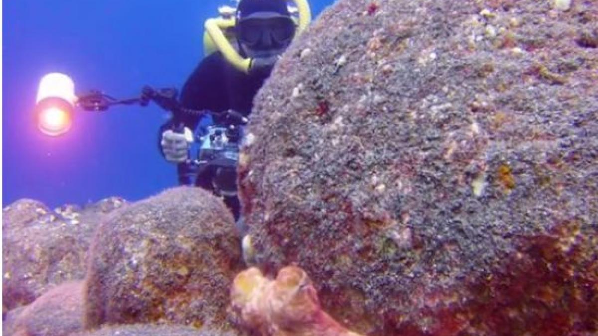 mai mult decat simpatic nu te ai fi asteptat ca animalul acesta sa se joace de a v ati ascunselea