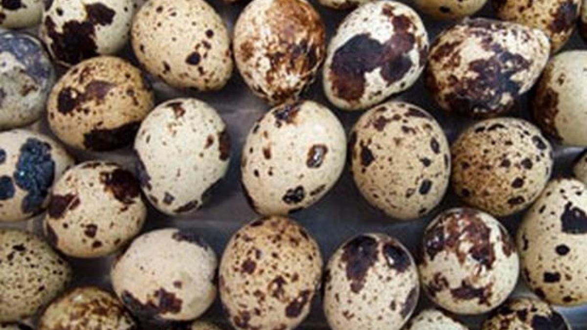 e bine sa consumam oua de prepelita