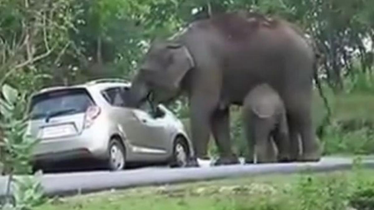 ce poate face un animal cu bani si carduri un elefant vandalizeaza o masina