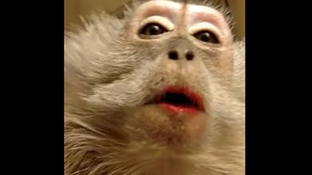 clipul video care te va cuceri cum se fardeaza o maimuta