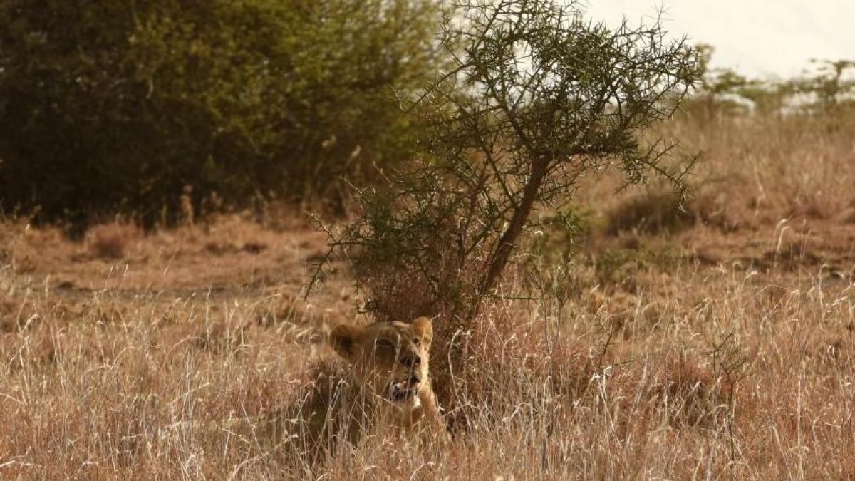 turista ucisa de un leu intr un parc zoologic din africa de sud