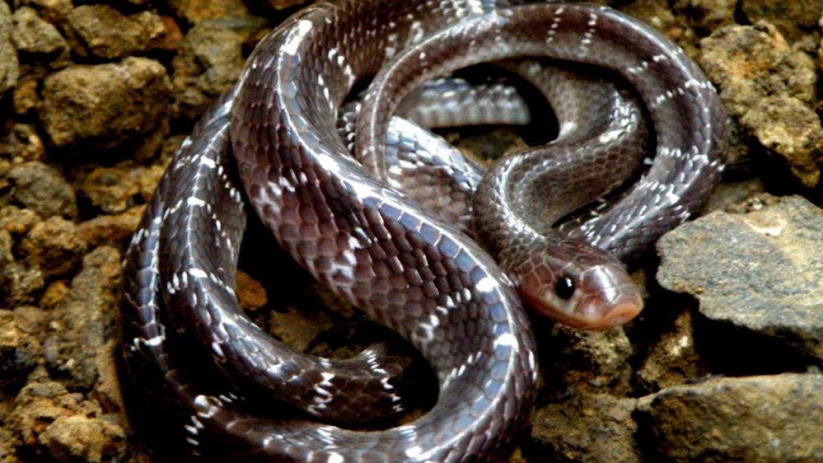 india tara cu cele mai multe muscaturi fatale de sarpe