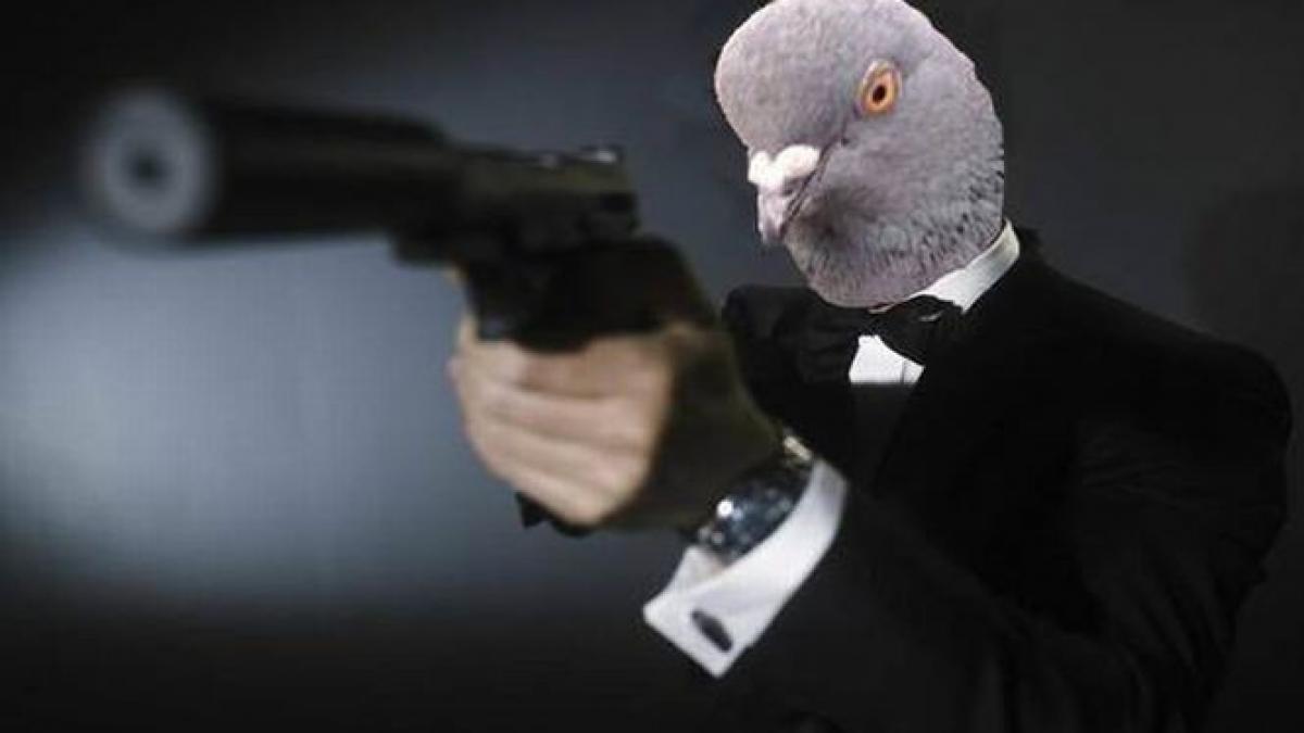 scandal diplomatic politia indiana a arestat un porumbel spion pakistanez video