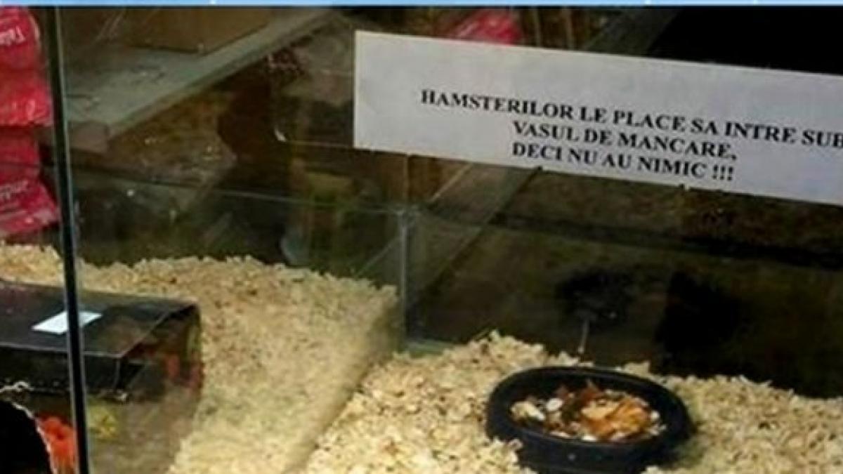 deziluzia optica de a soarecele si ciresica