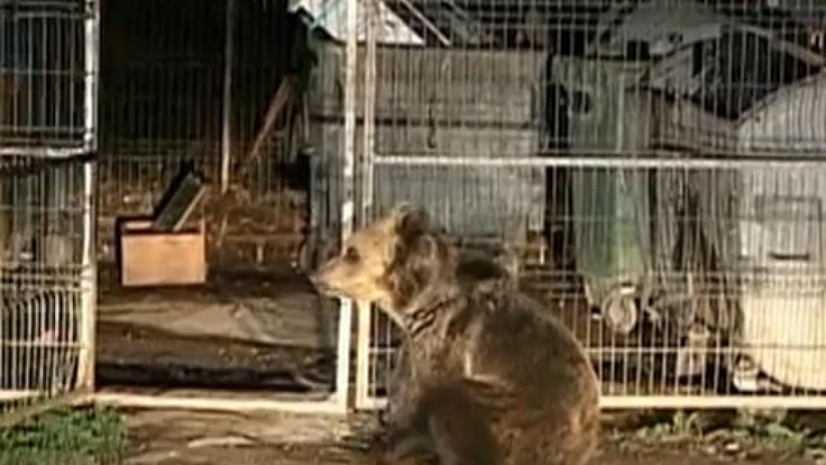 orasul unde ursii ataca frigiderele oamenilor