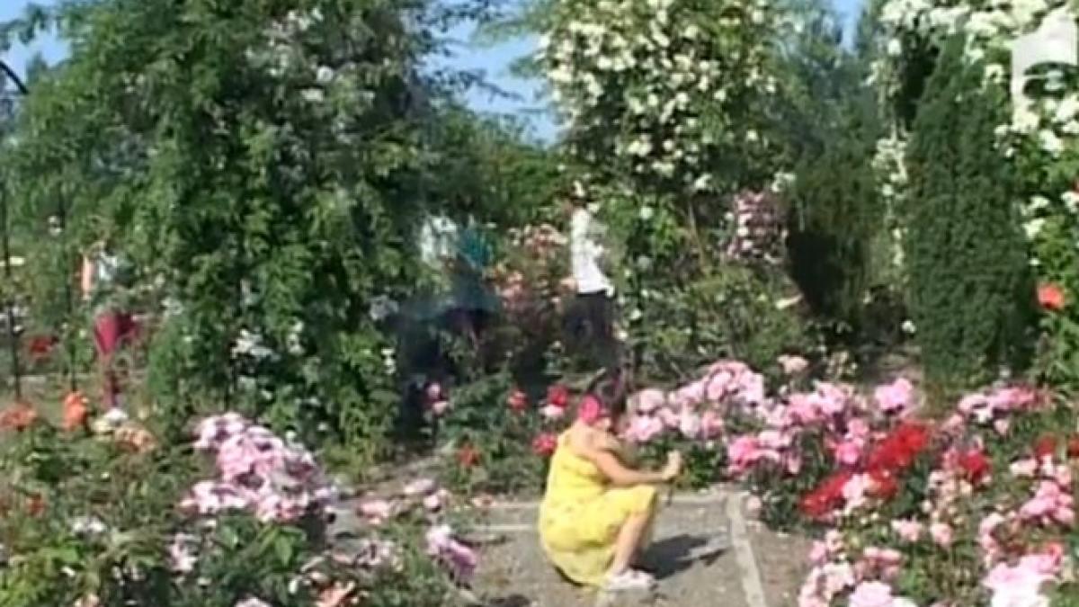 cea mai mare gradina de trandafiri din romania video