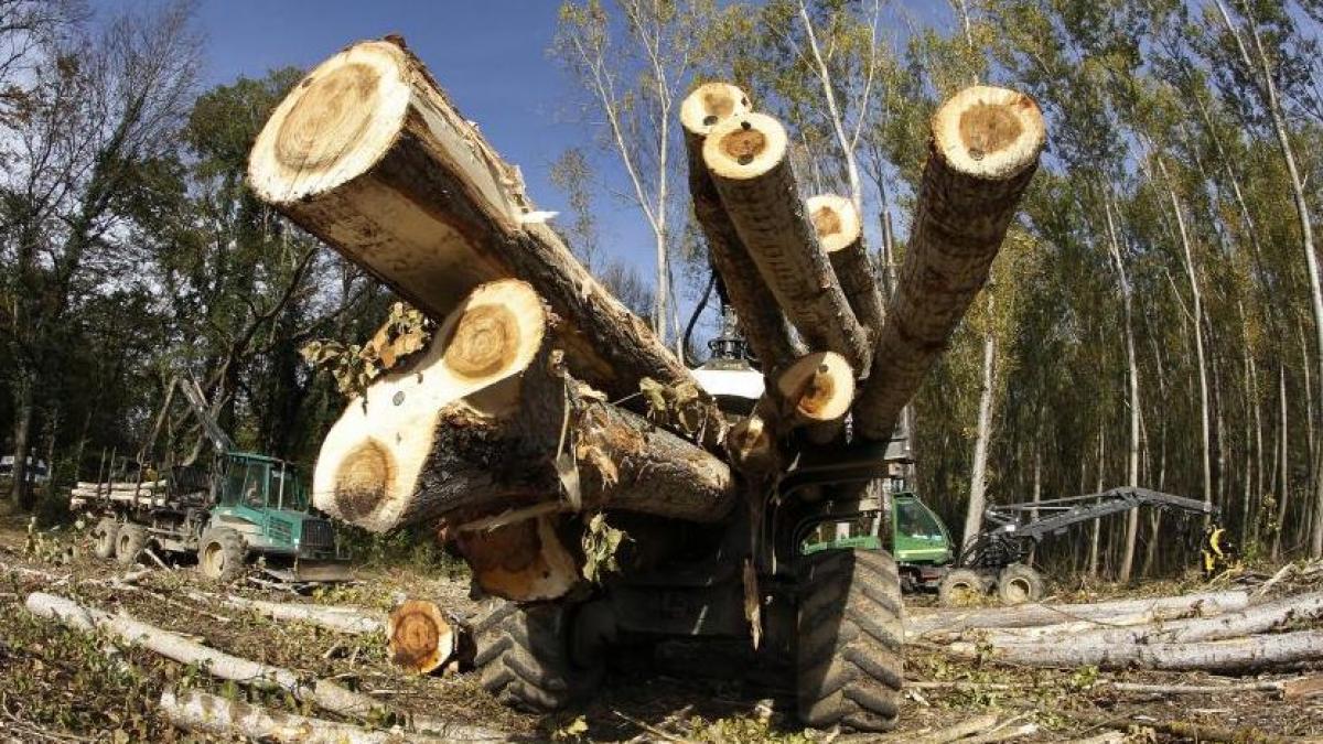 localnic din maramures amendat pentru ca a sunat la radarul padurilor transportul semnalat fiind