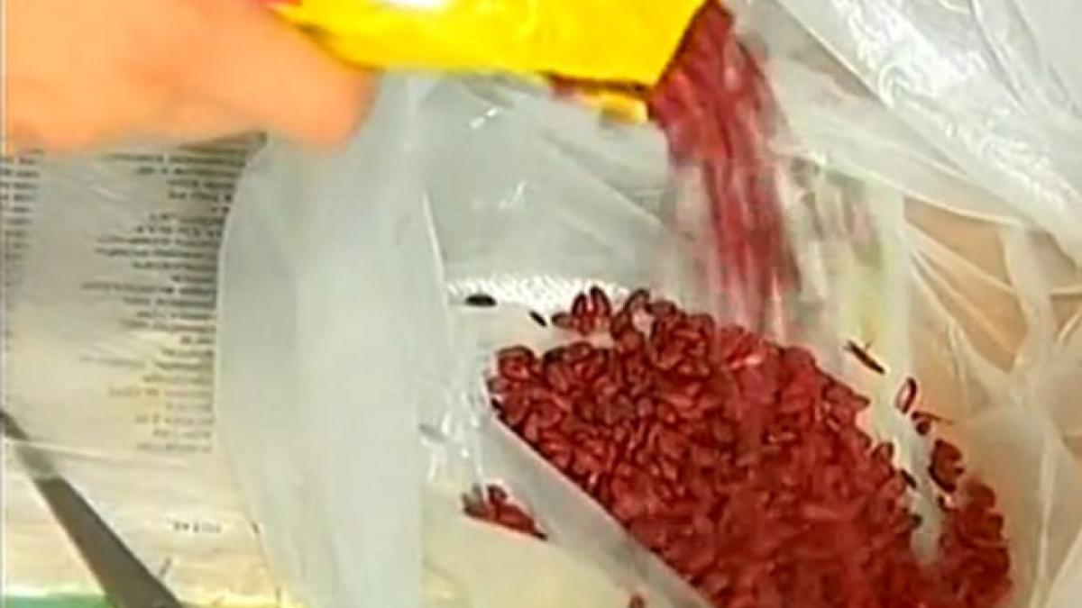 un elev din calarasi si a otravit colegii cu pufarine