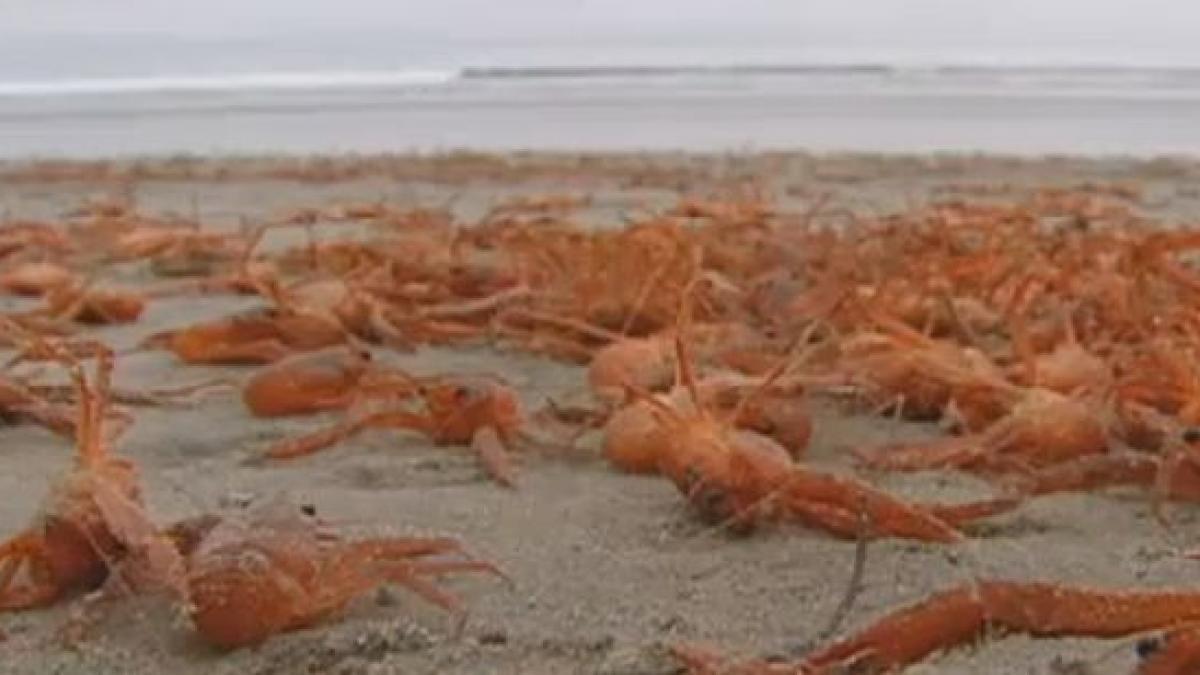 priveliste spectaculoasa pe o plaja din california mii de crabi au fost adusi de valuri la tarm