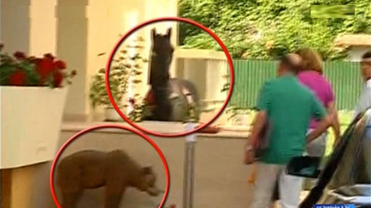 basescu inspecteaza vila din gogol unde se va muta cum a fost decorata casa