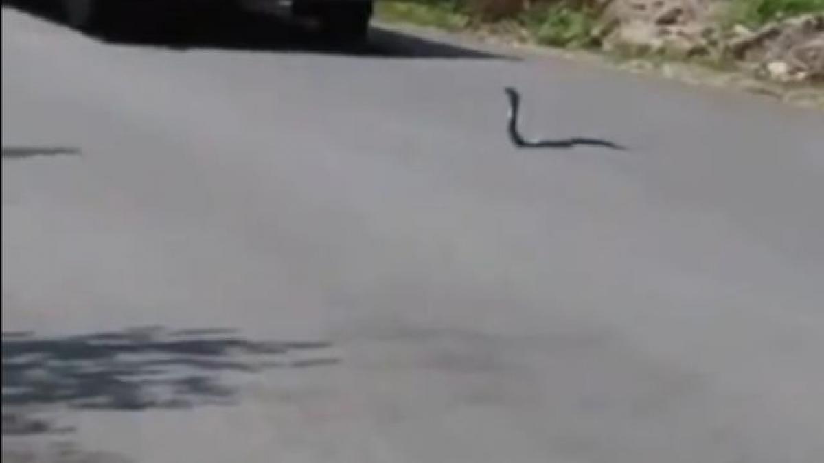 asa ceva nu este posibil un sarpe opreste traficul intr o intersectie apoi s a intamplat asta